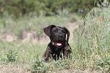 CANE CORSO 023